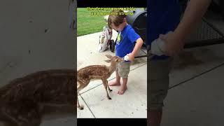 From Rescue to Freedom: The Heartwarming Story of a Baby Deer