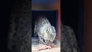 Новый друг для Снежного Барса  #животные #милыеживотные