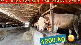 1200-kg BUQALAR qanday usulda boqiladi? 60-ta BUQA BOQISH