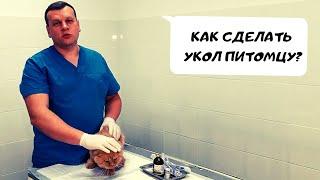 КАК СДЕЛАТЬ УКОЛ ПИТОМЦУ?