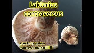 Çayırlarda Yetişen Lactarius Contraversus Mantarı Yenmez