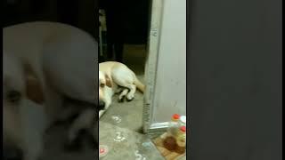 hara hara shambhucute dog#short