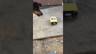 Rc truck gets scared of my dog! #offroad #rc #carrc #car #rcoffroad #remotecontrolcar#rcadventure