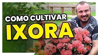 Como cultivar os diferentes tipos de IXORA | Dicas simples e fáceis