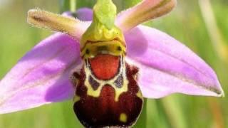 Drohnen-Ragwurz (Ophrys bomybliflora)