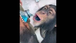 monke drink