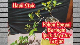 CARA MEMBUAT BONSAI POHON BERINGIN IPRIK GAYA AIR TERJUN.