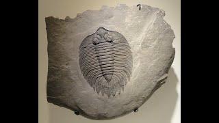 The Strange Case of the Cambrian Explosion