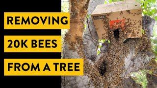 Removing 20,000 Bees from a Tree