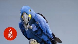 Meet the Biggest and Bluest Parrot in the World