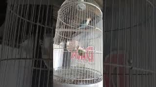 kicau ceria burung love bird #lovebird #burung #viral #burunggacor