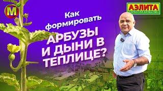 Как ФОРМИРОВАТЬ АРБУЗЫ и ДЫНИ в теплице?