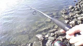 Catching A Redfish in Savannah, Georgia