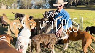 Activities for 23 Different Dogs #vlog