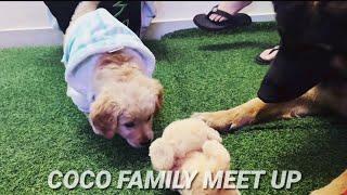 COCO Welcoming his New family member | Purav jha vlogs #puravjha #vlog