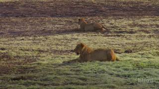 Tracking Lion Recovery in Gorongosa National Park | HHMI BioInteractive