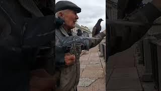 #добрыйчеловек #2025 #голубятник #доброесердце #