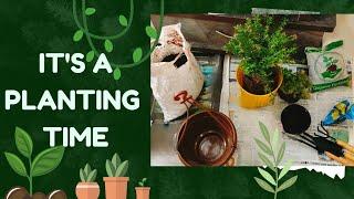 #Planting my newly bought plants 🪴.@Creativecorner09-l1o