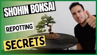 Shohin Bonsai Repot secrets