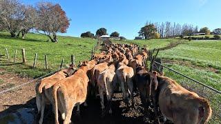 Training Heifers In The Cowshed For The First Time