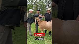 Шерхан Баткен жамаатына сатылды