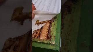 Смола, скрепляющая улей: Всё о прополисе️