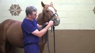 How to Give a Horse Oral Medications