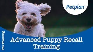 Advanced Puppy Recall Training - Petplan