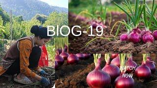Organic and fresh onion  is ready now ️#nature #field #mountains