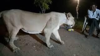 Another video of illegal lion show in Gir goes viral