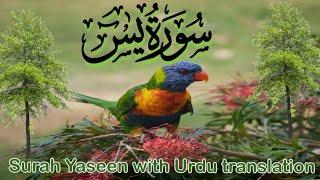 Surah Yaseen with Urdu translation | Beautiful Recitation  of Surah yasin