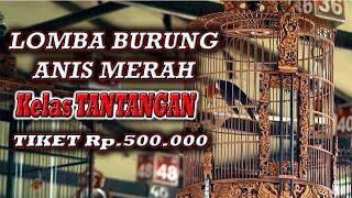 LOMBA BURUNG ANIS MERAH KELAS TANTANGAN TIKET 500K, VIDEO EDIT TANPA CUT DARI AWAL SAMPAI AKHIR