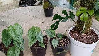 Sunday evening work||miniature philodendron propagation||@ajvlog4128