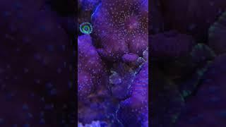 Rare Mushrooms mix Zoanthid #coral #coralreeftank #marineaquarium #aquarium #reef #reeftank #fyp