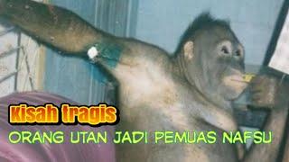 Kisah tragis orang utan jadi pemuas nafsu manusia