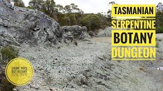 Tasmanian Serpentine Botany Dungeon & Huon Pine Shorts