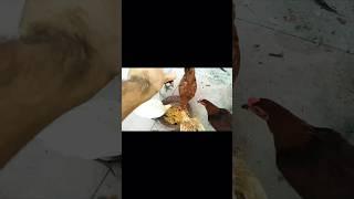 aj chickens ki biryani party kerwai  (kitchen waste) #chickenlovers #kitchenwaste #rooster