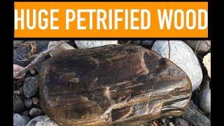 FOUND HUGE PIECE OF PETRIFIED WOOD WHILE ROCK HUNTING | Montana Rockhounding | Yellowstone River