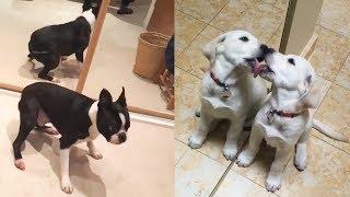 Dog Reaction to Dog Mirror - Funny Dog Mirror Reaction Compilation