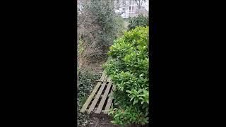 the old garden