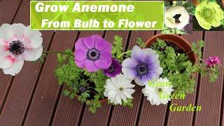 Growing Anemone from Bulb to Flower