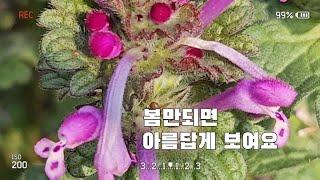 봄맞이꽃들 구경하세요