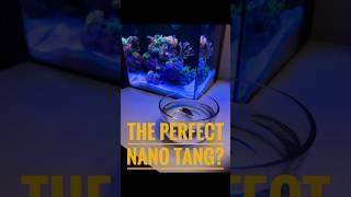 The perfect Nano Tang? #aquarium #fishtank #nanoreef #nemo