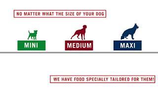 What Should You Know About Dog Foods? | Royal Canin Philippines