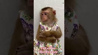 Monkey Lyly listens to her mother's teachings very well #shorts #monkey #youtubeshorts #animals