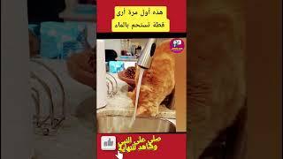 هذه أول مرة أرى قطة تستحم بالماء #shorts