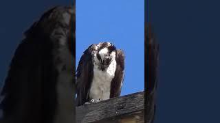 Beautiful Birds of Ennis, Montana USA #Shorts