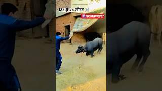 Malji ka खौफ jhote me #jhotalover #jhotaracenew #viralvideo #farming #jhota #jhotarace #trending