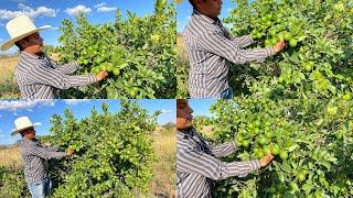 Huerta de limon persa”Alta producción”””