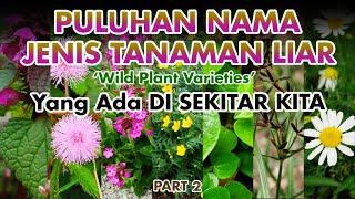 TANAMAN LIAR Part 2 Yang ada di sekitar kita | Wild Plant | Plant id